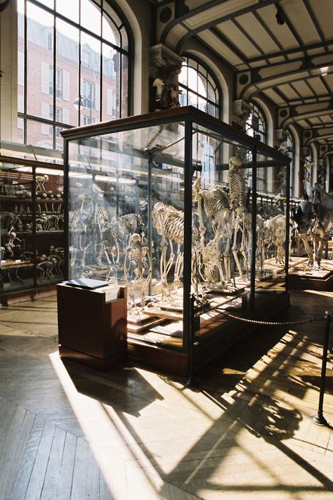 Glass Cases, Galleria D'arte, Musee Carnavalet, Museum Displays, Science Museum, Natural History Museum, Dark Academia Aesthetic, Academia Aesthetic, History Museum