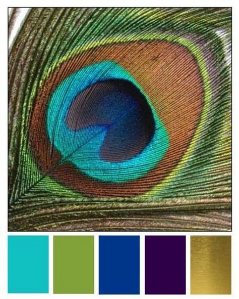 Peacock/ color chart Peacock Color Scheme, Peacock Images, Peacock Colors, Peacock Decor, Peacock Color, Wedding Palette, Colorful Feathers, Peacock Feathers, Design Case