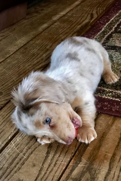 Daushaund Puppies, Dapple Dashound Puppy, Fluffy Dachshund Puppy, Mini Dachshund Dapple, Miniature Longhaired Dachshund, Border Collie Dachshund, Mini Dauchsands Puppy, Dachshunds Puppies, Mini Dapple Dachshund Long Hair