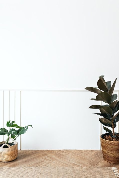 Rubber tree and a monstera plant on a wooden floor | premium image by rawpixel.com / Teddy Rawpixel Background Produk, Clothes Photoshoot, Studio Background Ideas, Green And Black Background, Ruangan Studio, Home Photo Studio, Spray Tan Business, Wall Displays, Body Base Drawing