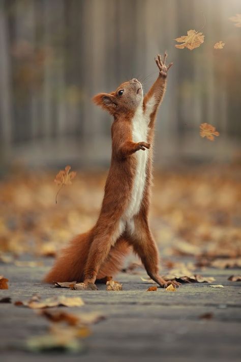 This blog represents my hand-picked collection of outstanding wildlife photography from all over the world. Squirrel Pictures, Regnul Animal, Cute Squirrel, Red Squirrel, Airbrush Art, 웃긴 사진, Cute Wild Animals, Cute Animal Photos, Cute Animal Pictures