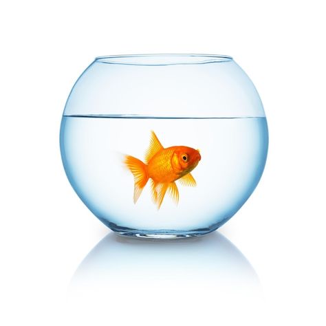 Photo a fishbowl with a single goldfish ... | Premium Photo #Freepik #photo #fishbowl #goldfish #fish-bowl #gold-fish Shoe Advertising, Lost Village, Goldfish Bowl, Orange Fish, Digital Collage Art, Wallpaper Earth, Eyes Emoji, Fish Bowl, Cute Love Songs