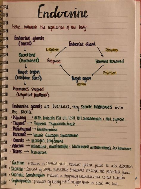 Description and function of endocrine System Human Endocrine System Notes, Endocrine System Anatomy And Physiology, The Endocrine System Drawing, Endocrine System Notes Nursing Schools, Endocrine System Concept Map, Endocrine System Hormones Notes, The Endocrine System Notes, Endocrine System Project Ideas, Endocrine Glands Notes