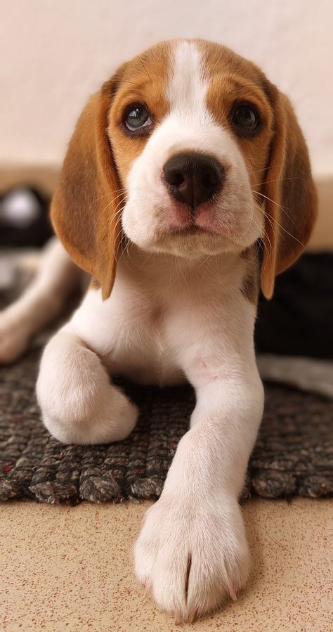 Aggressive Dog Breeds, Small Dog Tattoos, Dog Print Tattoo, Cute Beagles, Tiny Puppies, Really Cute Dogs, Cute Little Puppies, Aggressive Dog, Beagle Puppy