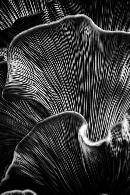 Macro Fotografia, Foto Macro, Texture Inspiration, Photo Texture, Texture Photography, Arte Inspo, Mushroom Art, Abstract Photography, Chiaroscuro