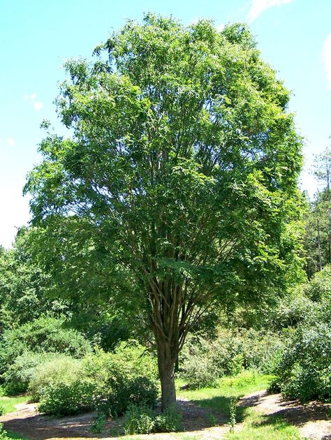 Santa Fe, Japanese Zelkova Tree, Zone 5 Trees Front Yards, Fast Growing Trees For Shade, Texas Trees Fast Growing, Shade Trees Fast Growing, Acreage Landscaping Ideas Country Life, Fastest Growing Trees, Best Shade Trees