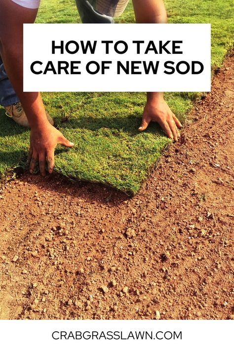 How To Take Care of New Sod New Sod Care Tips, Sod Grass Lawns, Bermuda Sod, Sod Grass, Soil Test, Sod Installation, Lawn Pests, Healthy Soil, Small Yard Landscaping