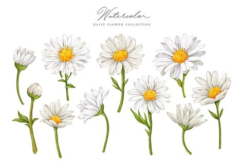 Daisy Flower Drawing, Daisy Illustration, Daisy Drawing, Daisy Art, Daisy Tattoo, Daisy Painting, Flower Sketches, White Daisies, Vector Flowers