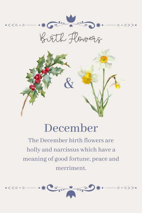 Birth Flowers December, Narcissus And Holly Tattoo, December Birth Flowers, Holly And Narcissus, December Birth Flower Narcissus, December Flower Tattoo, Soda Substitute, Flower Narcissus, Narcissus Flower Tattoos