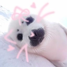 Widget White Aesthetic, Cutee Animals, Cute Twitter Headers, Cute Seals, Hello Kitty Themes, Baby Seal, Cute Little Kittens, Silly Cats Pictures, Anime Cover Photo