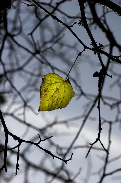 the last leaf standing Sheds Ideas Backyard, The Last Leaf, Single Leaf, Leaf Photography, Wallpaper Earth, Yard Care, Fotografi Alam Semula Jadi, Beautiful Sights, Backyard Projects