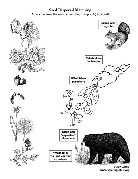 Seed Unit Study, Seed Worksheet, Seed Dispersal Worksheet, Seed Dispersal Activity, Seed Dispersal, About Plants, Alphabet Worksheets Preschool, Worksheets Preschool, Year 5