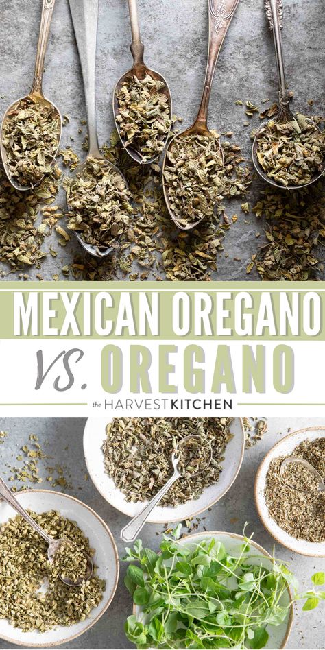 Here’s everything you need to know about Oregano. Like what is Mexican Oregano? What’s the difference between Mexican Oregano vs Oregano? What’s a good substitute for Mexican oregano and more. Mexican Oregano Recipes, Mexican Oregano, Oregano Plant, European Dishes, Harvest Kitchen, Culinary Herbs, Mediterranean Dishes, Spice Recipes, Mexican Recipes