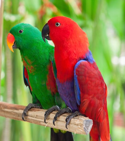 Wallpaper Dog Aesthetic, Animals And Pet Supplies, Eclectus Parrot, Parrot Wallpaper, Dog Tattoo Ideas, Wallpaper Dog, Aesthetic Dog, Flying With A Baby, Dog Aesthetic