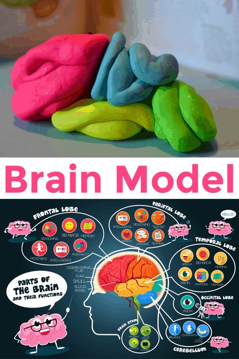 How to make a Brain Model - Human Body Science for Kids #modelbrain #neuroscience #brain #playdoughmodels The Brain For Kids, Counseling Interventions, Brain Models, Body Science, Human Body Science, Human Body Activities, Human Body Unit, Brain Structure, Brain Anatomy