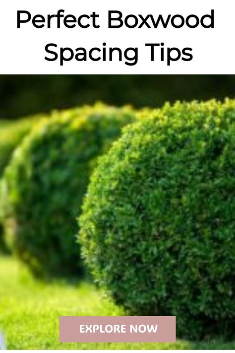 Neatly trimmed boxwood shrubs in a garden with text 'Perfect Boxwood Spacing Tips' and a call-to-action button 'EXPLORE NOW' Curved Boxwood Hedge, What To Plant With Boxwoods, Boxwood Arrangements, Landscaping With Boxwoods, Boxwood Landscaping Front Yard, Renovated Backyard, Flowerbed Landscaping, Boxwood Bushes, Baby Gem Boxwood