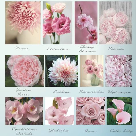 De'Ondra Turner Events on Instagram: “What is your favorite flower?!#peonies#bouquets” Flower Encyclopedia, Flower Charts, Pink Flower Names, Flower List, Wedding Flower Types, Pink Flower Arrangements, Floral Design Classes, Tucson Wedding, Flower Chart