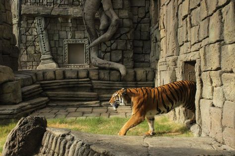 Tiger Enclosure Design, Zoo Concept Art, Planet Games, Zoo Enclosures, Tiger Habitat, Zoo Boo, Tiger Zoo, Zoo Games, Zoo Inspiration