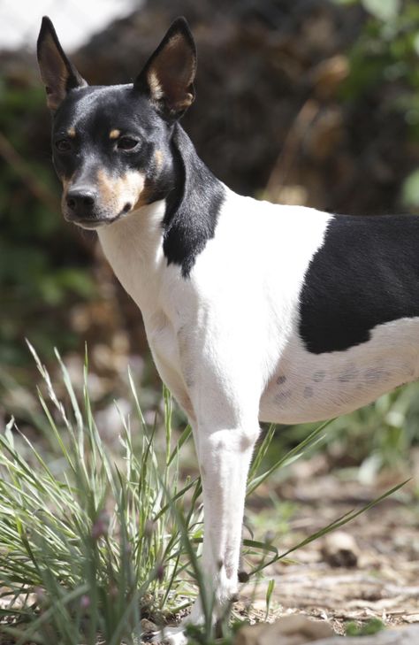 Sugarloafer Rat Terriers in California | Find your Rat Terrier Puppy | Good Dog Rat Terrier Puppies, Rat Terrier Mix, Rat Terrier Dogs, Disabled Dog, Toy Fox Terriers, Rat Terrier, Fox Terriers, Good Dog, Animal References