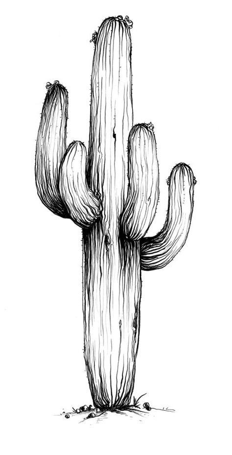 Saguaro Drawing, Saguaro Cactus Drawing, Cactus Sketch, Fineliner Art, Cactus Drawing, Pen Art Work, Desert Art, Cactus Art, Plant Drawing