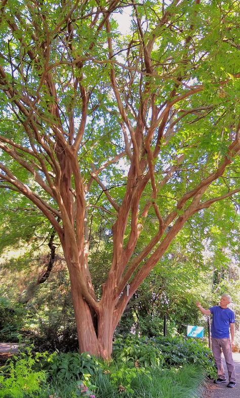 (Not native) Huge Natchez Crepe Myrtle tree at the Washington DC U.S. National Arboretum (July 2021). The Natchez Crape Myrtle is a hybrid between the Japanese Crape Myrtle (Lagerstroemia faurei) and the common Crape Myrtle (Lagerstroemia indica), which was developed by the US National Arboretum in 1978. The Natchez Crape Myrtle was one of the first hybrids released and is certainly the most popular. Natchez Crepe Myrtle, Crepe Myrtle Trees, Texas Plants, Front Yard Plants, Flower Garden Plans, Myrtle Tree, Patio Trees, Rustic Backyard, Crepe Myrtle