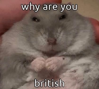 Animals With Captions, Hamster Pics, Cute Hamsters, Silly Animals, Spotify Playlist, Silly Cats, Funny Meme, Internet Funny, Cute Little Animals