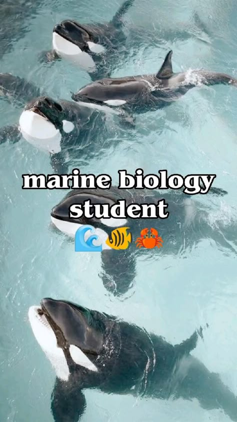 Marine Biology Fields, Oceanography Marine Biology Aesthetic, Studying Marine Biology Aesthetic, Marine Biology Aesthetic Pictures, How To Be A Marine Biologist, Marine Biology Aesthetic Hawaii, Marine Biology Sharks, Marine Biology Student, Marine Biology School