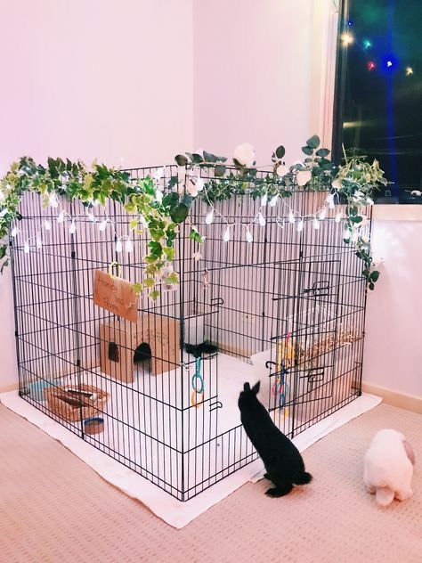 Pet Pig House, Diy Bunny Cage, Indoor Bunny, Diy Rabbit Cage, Indoor Rabbit Cage, Pet Rabbit Care, Diy Dog Crate, Bunny Room, Pet Bunny Rabbits