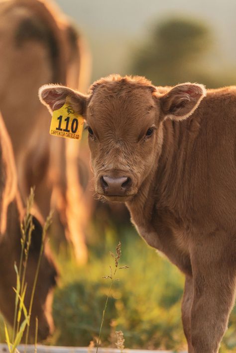 Jackson Hole, Wyoming Cattle Ranch  Carpenter Cattle Company  Full Blood Japanese Wagyu  Akaushi and Black Wagyu All Photographs Taken by Colby Carpenter @3cwagyu Farm Animal Photography, Ranch Cows, Cattle Photography, Ranch Animals, Japanese Wagyu, Pet Cows, Cow Photography, Cattle Ranch, Farm Lifestyle