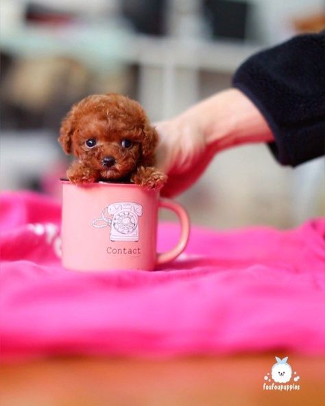 Puppies Teacup, Micro Teacup Puppies, Teacup Puppy, Teacup Dogs, Mini Puppies, Teacup Puppies For Sale, Tea Cup Poodle, Toy Dogs, Poodle Puppies