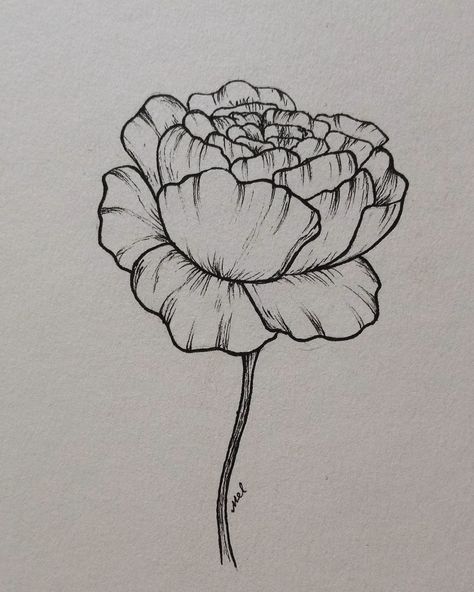 Peony Sketch Simple, Peony Flower Drawing Simple, Easy Peony Drawing, Peony Flower Sketch, Peony Flowers Drawing, Peony Drawing Simple, Peonies Drawing Simple, Peony Drawing Tutorial, Peonies Sketch