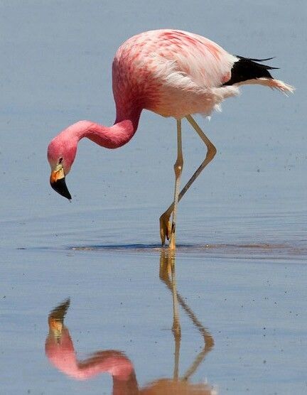 Flamenco Andino Flamingo Pictures, Jungle Mural, Flamingo Wallpaper, Welding Art Projects, Flamingo Bird, Horse Aesthetic, Pink Bird, Circle Of Life, Jolie Photo