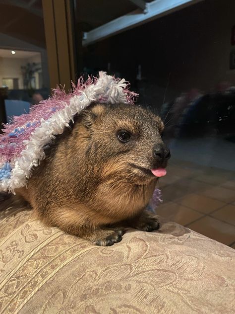 Hyrax Pfp, Hyrax Animals, Rock Hyrax, Pig Girl, Cute Corgi, Labrador Puppy, Cute Animals Images, Silly Animals, Cute Animal Photos