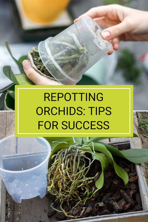 If you have orchids in your garden, knowing when to repot them is crucial for their health. The ideal time to repot is in November, just after they've finished blooming. This guide covers essential orchid repotting techniques to help your plants thrive. Whether you're a beginner or a seasoned plant parent, every tip counts for successful orchid care. Read the full article to unlock valuable insights and refine your orchid caring skills. Orchid Repotting, Care Of Orchids, Orchid Potting Mix, Repotting Orchids, Orchid Plant Care, Orchid House, Ultimate Backyard, Plant Parent, Tips For Success