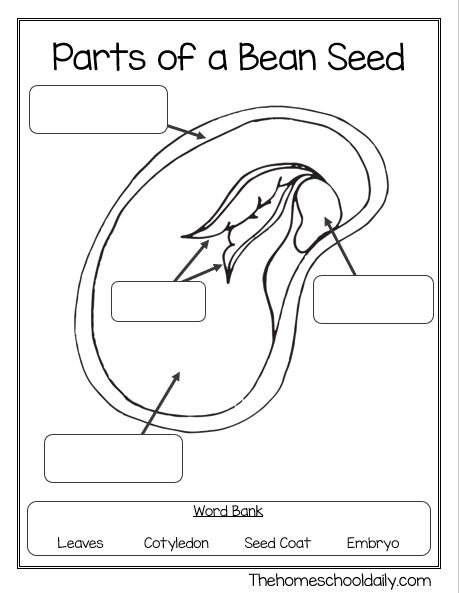 Parts Of A Bean Seed, Parts Of A Seed Diagram, Parts Of A Seed Worksheet, Plant Growth Chart, Parts Of A Seed, Different Types Of Seeds, Growing Beans, Plants Worksheets, Planting For Kids