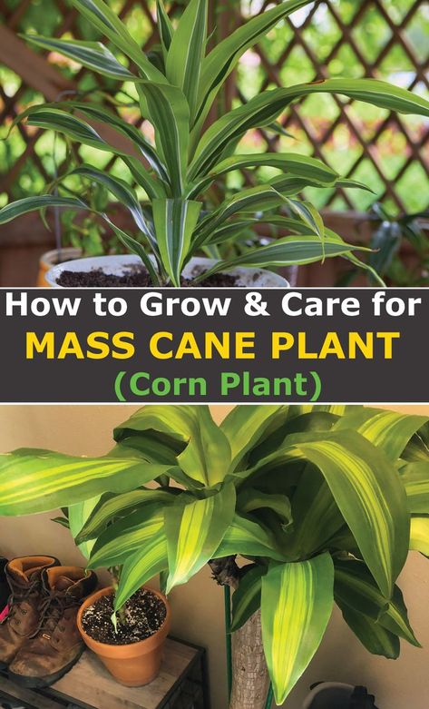 Corn Plant Indoor Care, Cane Plant Care, Corn Plant Care, Mass Cane Plant, Mass Cane, Cane Plant, Dracaena Plant, Corn Plant, Plant Problems