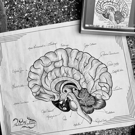 Human brain 🧠 structure #artist #drawing #calligraphy #pencil #sketching #artgallery #blackshades Human Brain Drawing, Brain Sketch, Calligraphy Pencil, Human Brain Anatomy, Drawing Calligraphy, Brain Drawing, Pencil Sketching, Brain Structure, Brain Anatomy