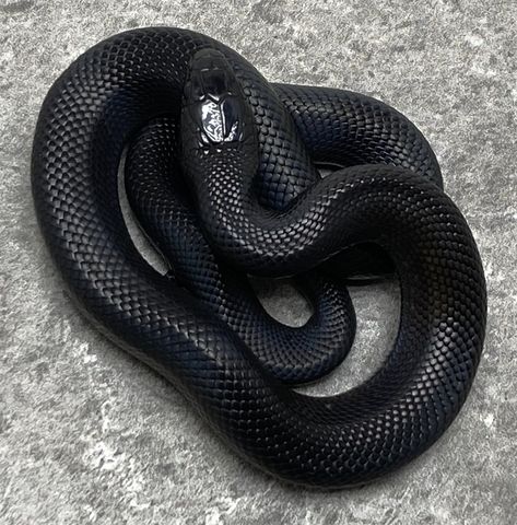 Holly Black Aesthetic, Mexican Black Kingsnake, Black Mamba Snake, Cardan Greenbriar, The Folk Of The Air, Folk Of The Air, Pretty Snakes, Colorful Snakes, Reptile Room