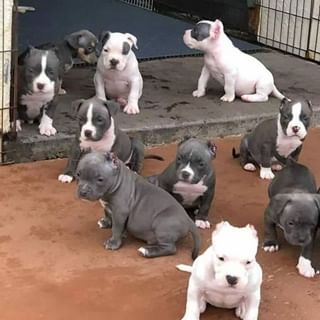 Pittie Puppies, Pitbull Dog Puppy, Pit Puppies, Pitbull Dog Breed, Pit Bull Puppies, Bully Breeds Dogs, Pitbull Puppy, Bully Dog, Pitbull Puppies