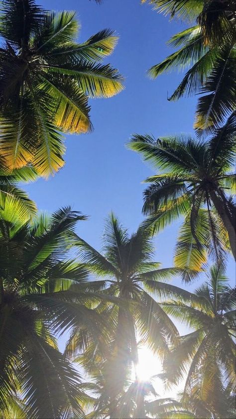 Tropical Trees Aesthetic, Aesthetic Tree Pictures, Tropical Vibes Wallpaper, Island Princess Aesthetic, Island Princess Barbie, Tree Aesthetic Wallpaper, Soothing Wallpapers, La Palm Trees, Wallpaper Palm Trees