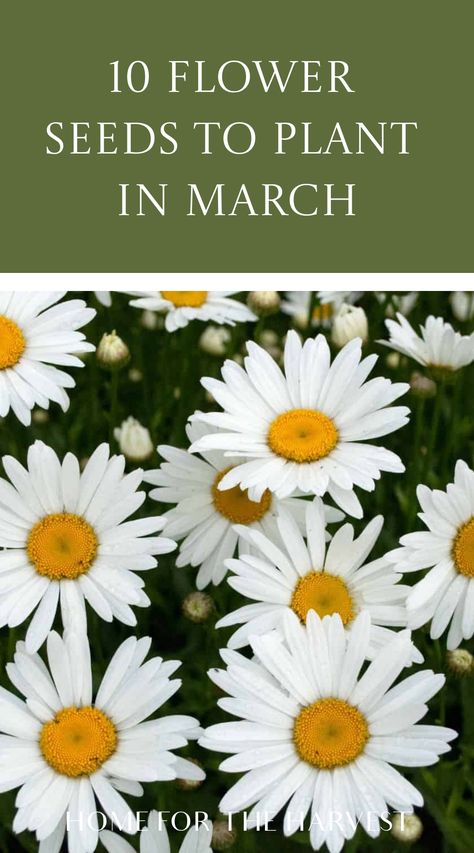 10 flower seeds to plant in March When To Plant Zinnia Seeds, Zinnia Flower Bed, Seeds To Start In March, When To Plant Corn, Planting Flowers From Seeds, When To Plant Seeds, Seed Craft, Salvia Plants, Seed Planting