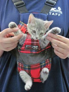 Cute Grey Kitten being carried in a Cat Carrier! Stray Kitten, Grey Kitten, Kitten Pictures, Cat Carrier, Cute Kittens, Zulu, Baby Carrier, Pretty Cats, Beautiful Cats