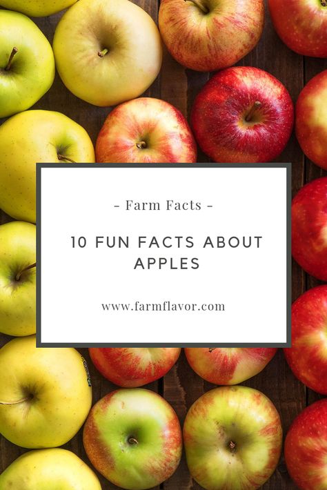 Happy #FarmFactFriday! Here are 10 fun facts about apples! Apple Facts For Kids, Apple Trivia, Fall Facts, Apple Facts, Fun Facts About Earth, Farm Facts, Facts About Earth, Senior Living Activities, 10 Fun Facts