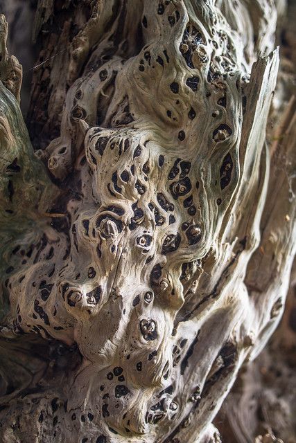 inside a yew 2 | One of the four wonderful yew trees at All … | Flickr Gothic Stories, Tree Monster, A Monster Calls, Yew Tree, Alien Plants, Camo Wallpaper, Stage Set Design, Sacred Tree, Conifer Trees