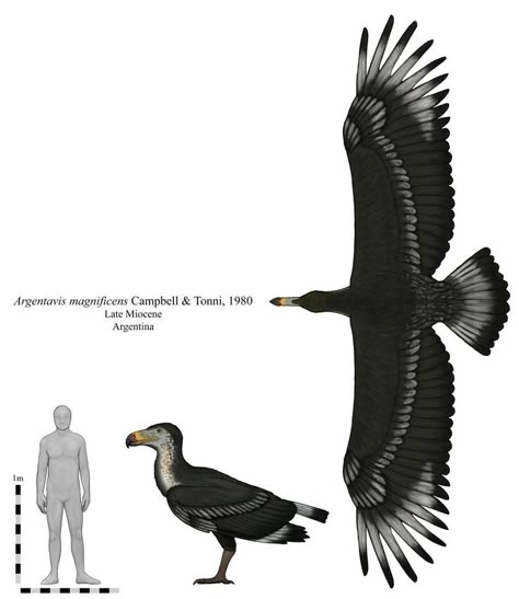 Argentavis magnificens, a species of teratornithid bird from Miocene Argentina. With an estimated wingspan between 5.5 and 6.5 m. this was one of the largest birds ever. It stood about 1.5 m. tall. Cosmic Ocean, Prehistoric Wildlife, Ark Survival Evolved, Creature Artwork, Prehistoric Art, Paleo Art, Extinct Animals, Dinosaur Art, Jurassic Park World