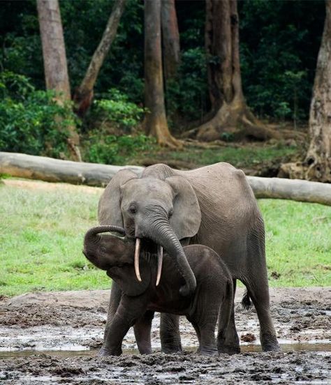 Forest Elephant | African Wildlife Foundation Forest Elephant, African Forest, Elephant Species, All About Elephants, African Forest Elephant, Wild Kingdom, Elephant Sanctuary, Elephant Love, Majestic Animals