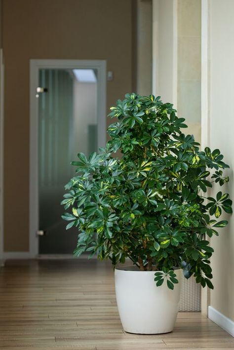 Tall House Plants, Schefflera Arboricola, Umbrella Plant, Houseplants Low Light, Low Light Indoor Plants, Umbrella Tree, Arrowhead Plant, Indoor Tree, Indoor Trees