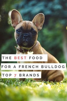 French Bulldog Wallpaper, French Bulldog Full Grown, Blue French Bulldog Puppies, Brindle French Bulldog, French Bulldog Harness, French Bulldog Names, French Bulldog Tattoo, Fawn French Bulldog, French Bulldog Breed