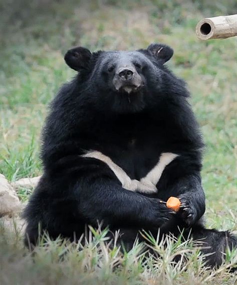 The Asian black bear (Ursus thibetanus) | Help Change The World. The Future Of The County Is Now. Asian Black Bear, Asiatic Black Bear, Bear Gif, American Black Bear, Moon Bear, Sloth Bear, Bear Cubs, Bear Art, Bear Stuffed Animal