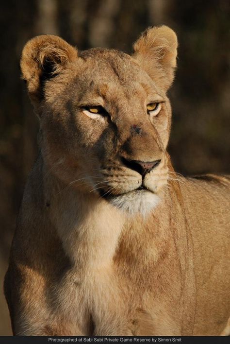 Lioness Lioness Images, Female Lion Tattoo, South African Animals, An Ember In The Ashes, Ember In The Ashes, Female Lion, Lions Photos, Lion And Lioness, Beautiful Snakes